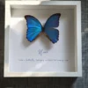 Äkta fjärilstavla med namn och fras rakt framifrån, blå Morpho didius i vit ram