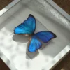 Morpho Didius – Äkta fjärilstavla