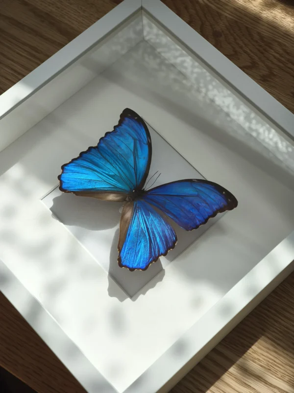 Morpho Didius – Äkta fjärilstavla