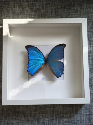 fjarilstavla-akta-morpho-didius-framifran Fjärilstavla med äkta Morpho didius i vit djup träram, sedd rakt framifrån