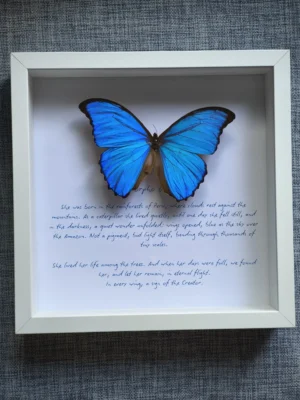 fjarilstavla-med-artbeskrivning-morpho-didius Fjärilstavla med artbeskrivning – poetisk text om Morpho didius under äkta fjäril