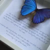 morpho-didius-beskrivning-handskriven-text Närbild på handskriven artbeskrivning under blå Morpho didius i vit träram