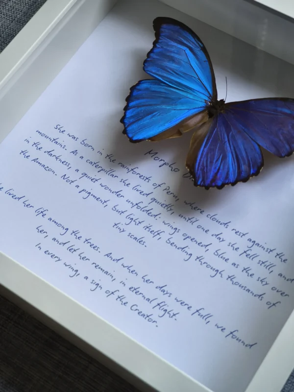 morpho-didius-beskrivning-handskriven-text Närbild på handskriven artbeskrivning under blå Morpho didius i vit träram