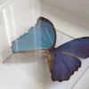 Närbild på blå Morpho didius i fjärilstavla, skimret i vingfjällen i dagsljus