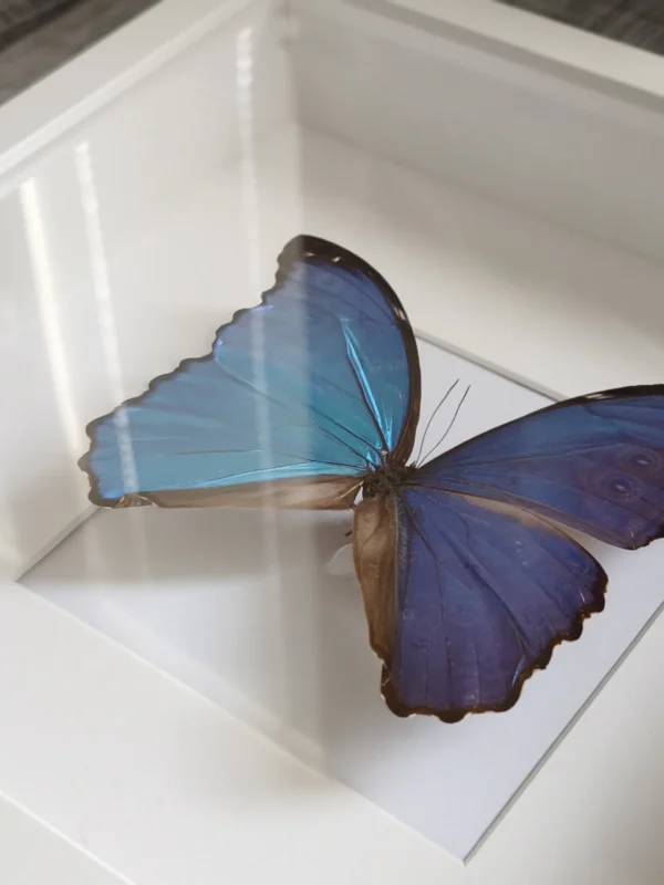 Närbild på blå Morpho didius i fjärilstavla, skimret i vingfjällen i dagsljus