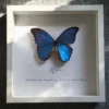 morpho-didius-tavla-med-namn-och-fras