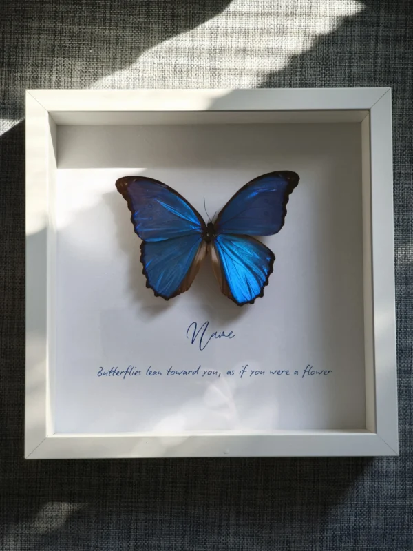 morpho-didius-tavla-med-namn-och-fras