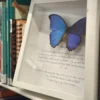 tavla-med-fjaril-och-artbeskrivning-bokhylla tavla-med-fjaril-och-artbeskrivning-bokhylla