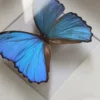 Detalj av tavla med riktig Morpho didius-fjäril, iriserande blå vingar i dagsljus