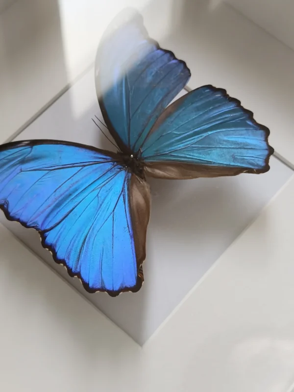 Detalj av tavla med riktig Morpho didius-fjäril, iriserande blå vingar i dagsljus