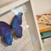 uppstoppad-fjaril-tavla-med-text-interior Uppstoppad Morpho didius i tavla med artbeskrivning, fotograferad i hemmiljö