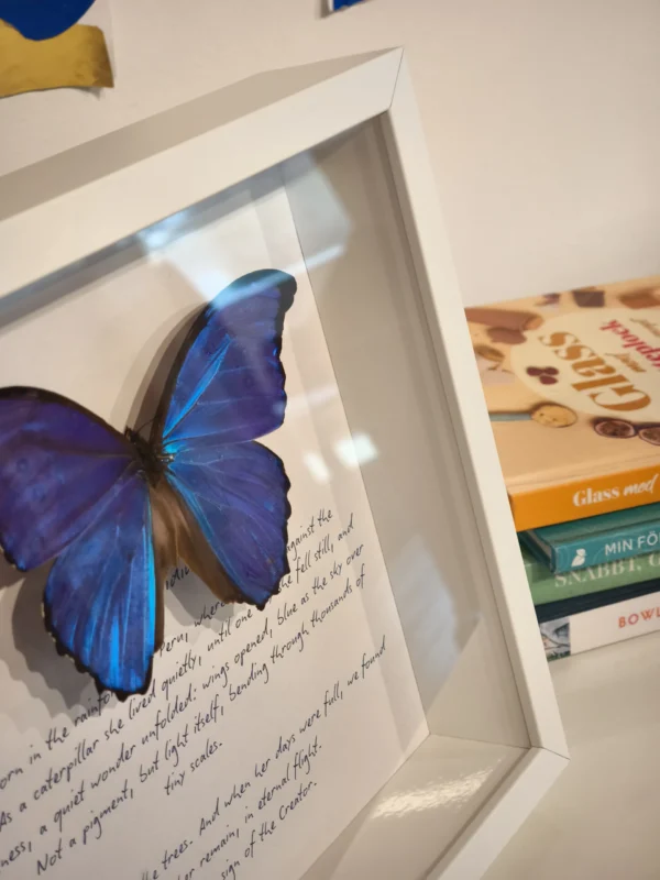 uppstoppad-fjaril-tavla-med-text-interior Uppstoppad Morpho didius i tavla med artbeskrivning, fotograferad i hemmiljö