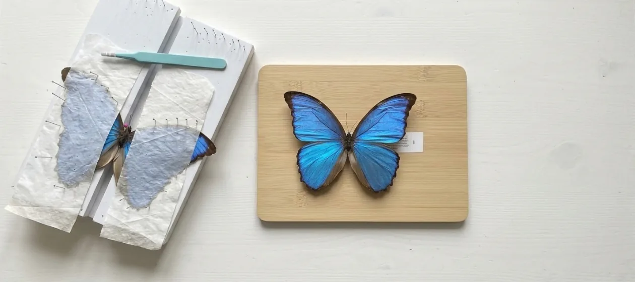 Morpho didius spänns för hand på spännbräda bredvid en färdigspänd fjäril – så börjar varje äkta fjärilstavla från By Morpho i Göteborg